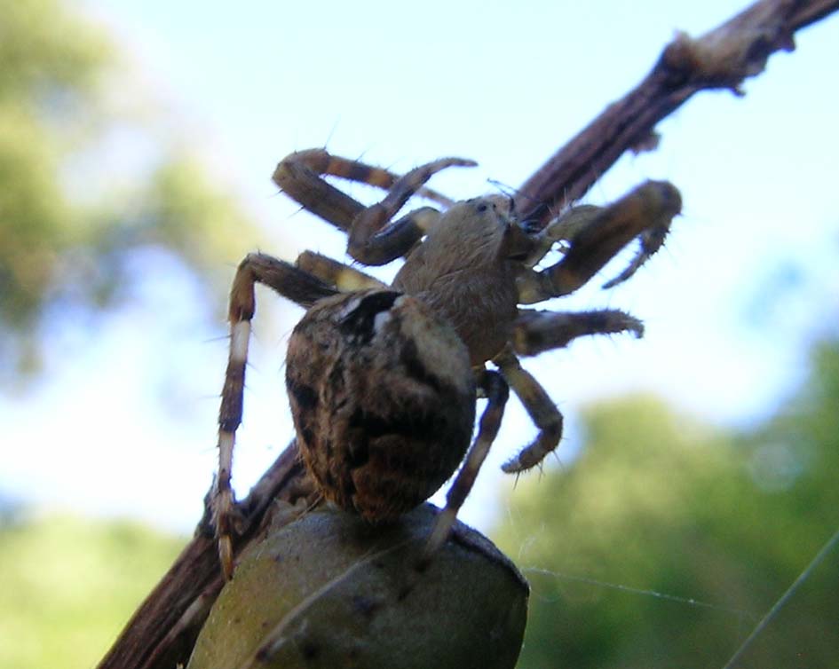 Araneus angulatus ?